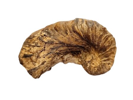 Fossil Devil’s Toenail Oyster – Namibia, 7.7cm