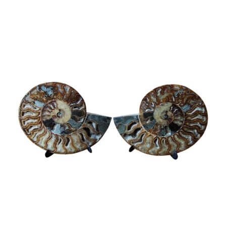 Large Halved shell Ammonite fossil pair, Madagascar, 25 x 22cm, stand included
