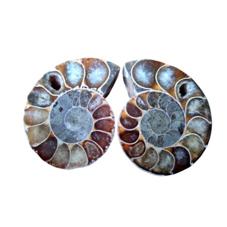 Halved shell Ammonite fossil pair , Madagascar, 3.5-4cm (roughly size of golf ball)