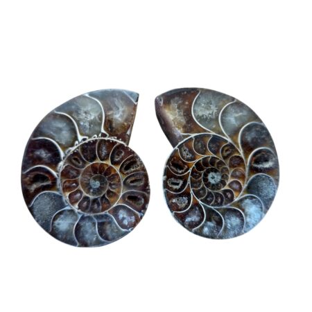 Halved shell Ammonite fossil pair , Madagascar, 5-6.5cm (roughly size of golf ball to the size of a tennis ball)