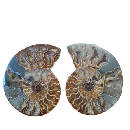 Halved shell Ammonite pair, Madagascar, 12.2 x 16.2cm, stand included
